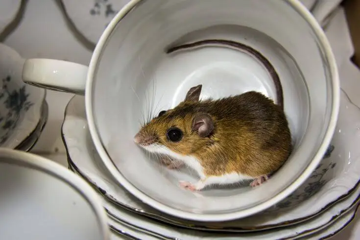 Mouse-Proof Kitchen Cabinets