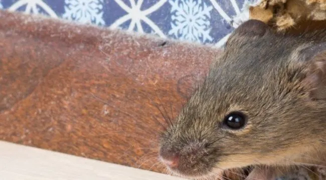 How to keep Mice away of Kitchen Cabinets