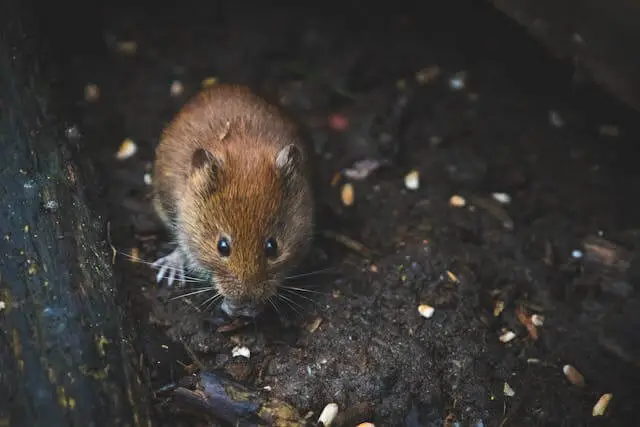 how do mice get into your kitchen cabinets