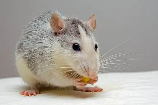 how do mice get into your kitchen cabinets